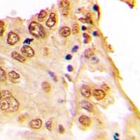 JUN / c-Jun Antibody (Internal)