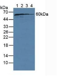 GDI1 Antibody (aa1-274, APC)
