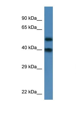 NUP37 Antibody (aa53-102)