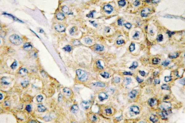 DAPP1 / BAM32 Antibody (Glu135)
