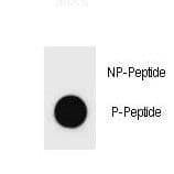 c-Kit / CD117 Antibody (phospho-Tyr578)