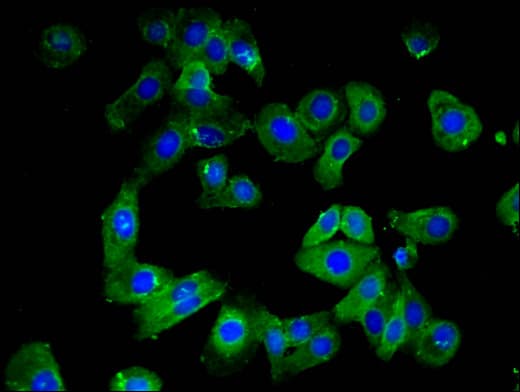 CLDN10 / Claudin 10 Antibody