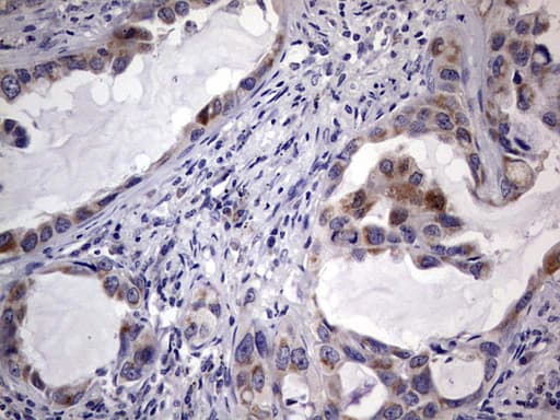 TRIM54 / MURF Antibody (aa166-400, clone OTI5A11)