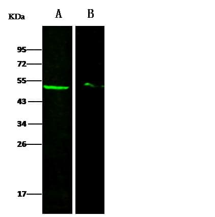 DEK Antibody (Preservative Free)