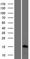 HIST1H3J Protein (Over-Expression Lysate Myc-DDK (Flag))