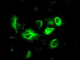 GFAP Antibody (clone OTI2D8)