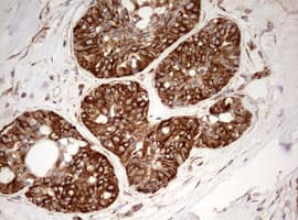 MRPS11 Antibody (clone OTI3A4, Carrier-free)