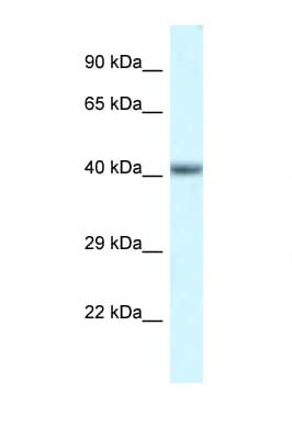 Polyclonal Rabbit anti-Mouse POU4F3 / BRN3C Antibody (N-Terminus, WB)