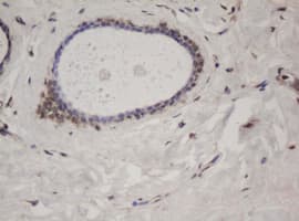 SF3A1 / SF3A120 Antibody (clone OTI8H1)