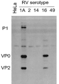 Rhinovirus Antibody (clone R16-7)