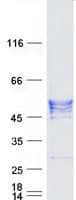 Human Layilin / LAYN Protein (Recombinant Myc-DDK (Flag))
