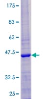 Human MYO1H Protein (Recombinant GST)