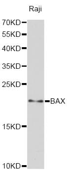 Polyclonal Rabbit anti-Human BAX Antibody (IHC, IF, WB)