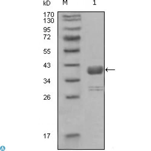 Monoclonal Mouse anti-Human ABL1 / c-ABL Antibody (WB)