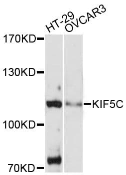 KIF5C Antibody