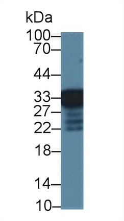 RGN / Regucalcin Antibody (aa1-299, PE)