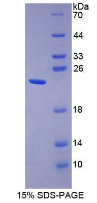 Mouse ISG15 Protein (Recombinant His, N-Terminal)