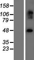 EXOC3L2 Protein (Over-Expression Lysate Myc-DDK (Flag))