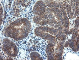 DUPD1 Antibody (clone OTI7E4)