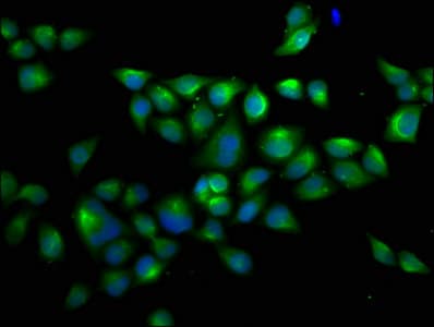 Polyclonal Rabbit anti-Human UBA1 / UBE1 Antibody (WB)