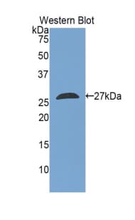 TAZ Antibody (aa46-239, PE)