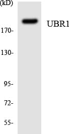 UBR1 Antibody (aa812-861)