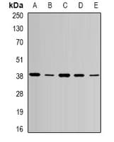 AURKC / Aurora C Antibody