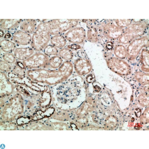 VIL1 / Villin Antibody