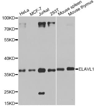 ELAVL1 / HUR Antibody