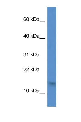 H2AFZ / H2A.z Antibody (N-Terminus)
