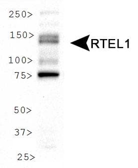 RTEL1 Antibody (aa800-1000)