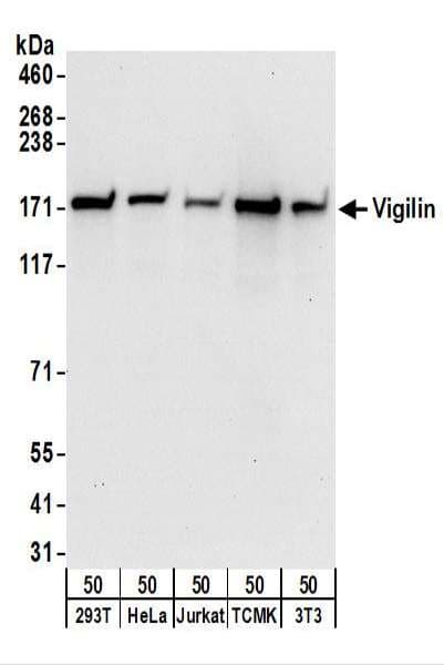 HDLBP / Vigilin Antibody (aa1-50)