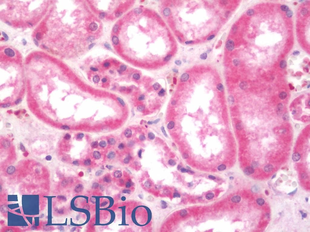 IHC-plus™ MAP1S Antibody