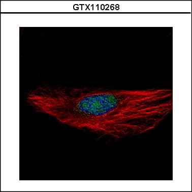 RBM28 Antibody (aa475-745)