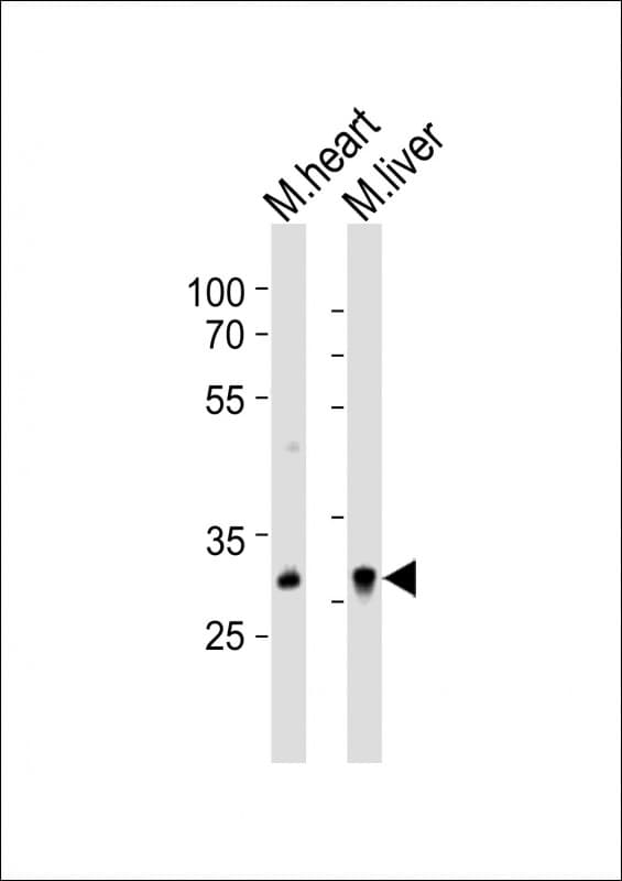 HOXB1 Antibody (aa182-315)