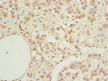 KPNA6 Antibody
