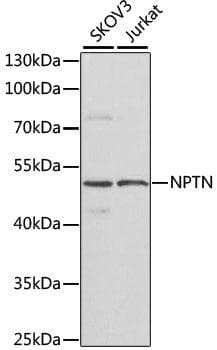 NPTN / SDR1 Antibody