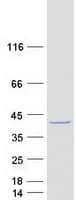 Human WDR54 Protein (Recombinant Myc-DDK (Flag))
