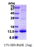 Human RAMP3 Protein (Recombinant His)