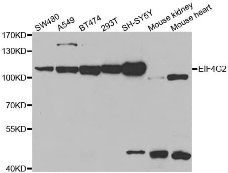DAP-5 / EIF4G2 Antibody