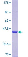 Human GSKIP / C14orf129 Protein (Recombinant GST)