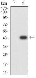 PCDH9 Antibody (clone 7G3A2)