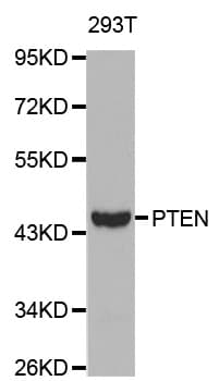 PTEN Antibody