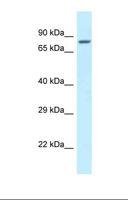 ZNF148 / ZBP-89 Antibody (N-Terminus)