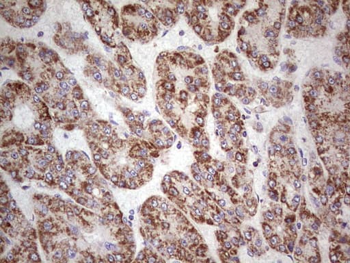 LRRC6 Antibody (clone OTI2A8, Carrier-free)
