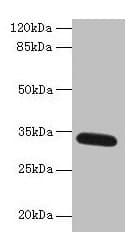 FAM92A1 Antibody