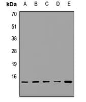 HINT / HINT1 Antibody