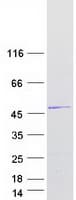 Human ORC4L / ORC4 Protein (Recombinant Myc-DDK (Flag))