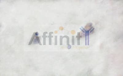 HSP90AB1 / HSP90 Alpha B1 Antibody