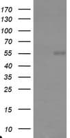 TRAIP / TRIP Antibody (aa67-313, clone OTI3A4, Carrier-free)